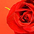 Roses on Red